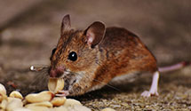 gopher-and-mole-control Experts in Mphs